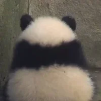 NanFengChun's Avatar Pic
