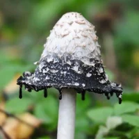 InkCap3's Avatar Pic