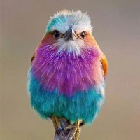 Slika avatara modela Grunn1975