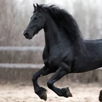 maziya1 Poză de profil