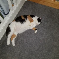 jamo265's Avatar Pic