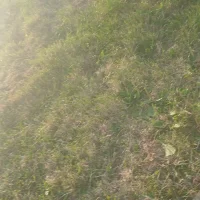 Zazassys profilbillede