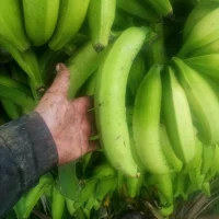 תמונת פרופיל של Juanbia