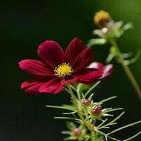 BarbaraBeaumont's Profile Pic