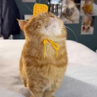 MIJ-Uwuu's Avatar Pic