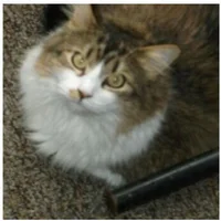 Awatar – PinkKevin