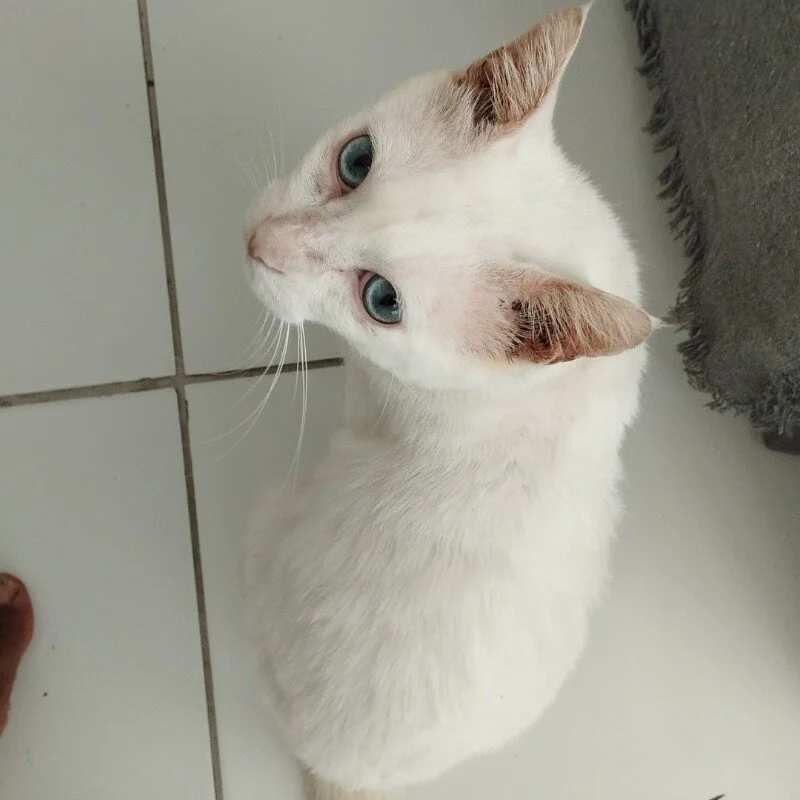 Mau1Mau profile photo