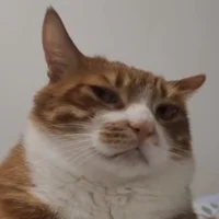 IIllIllI