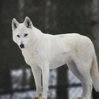 Image d’avatar de SexyNiceGuy