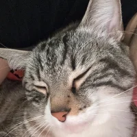 Cookieslr1 Avatarfoto