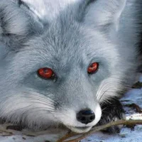 Imagem de avatar de SILVERFOX_MJ21