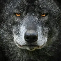 Awatar – MAXGILLRAIN