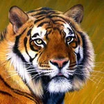 صورة أفاتار bumbumtiger