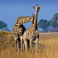 Gambar Avatar GiraffeLovesToCuddle