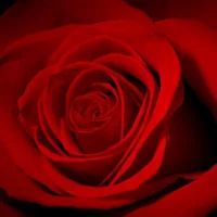 SaintJames365's Avatar Pic