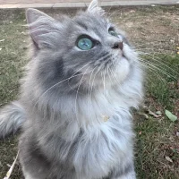 Image d’avatar de mianmian-0_0