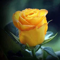 joey1026m_ Avatar-Bild