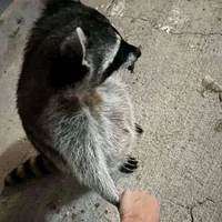 pautkk Profilový obrázek