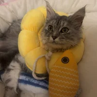 Krystal-0517 Poză avatar