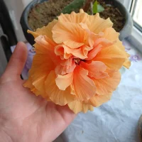 Ảnh đại diện của Akca777