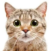 Icat775@xh 頭像圖片