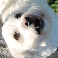 hardjake010101 Immagine Avatar