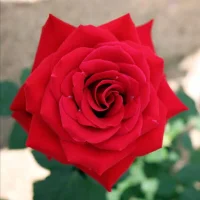 Avatar obrázek AD0RE-KHUSHBU