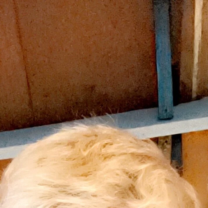 blondeandthick profile photo