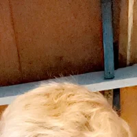 Foto do avatar de blondeandthick