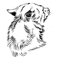 wandynha67