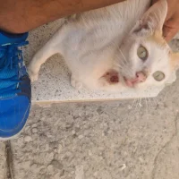 Moroccan-noor Φωτ, Προφίλ