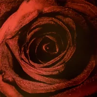 rimmy54784 Avatar-Bild