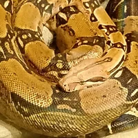 Slika avatara modela Cucciolo66