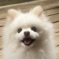 VVIP88's Avatar Pic