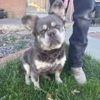 Immagine del profilo di ivan-415