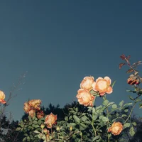 ashleeindie94's Profile Pic