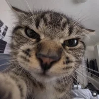 Image d’avatar de -Mau_