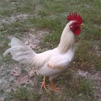 Ảnh Đại Diện Small_white_cock