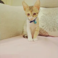 Mo-Sun-Mo Poză avatar