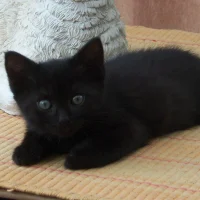 roco4820's Avatar Pic