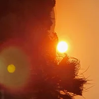 frankybvb Poză avatar