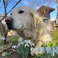 Ảnh Đại Diện Whitecat22d