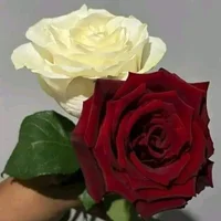 softpetals webcam