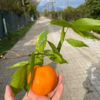 Profilová fotka 31cekenCemal