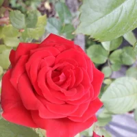 aazgp1 – avatarbillede