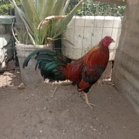 yayo28
