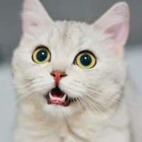 NaughtyLilKitten