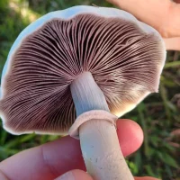 صورة الملف الشخصي لـ greenzin