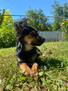 velvet_secrett's My little friends 🐶🐱 Sex Photo 6