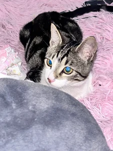 My love Rini 💘 de ailen_wood  3 Imagens